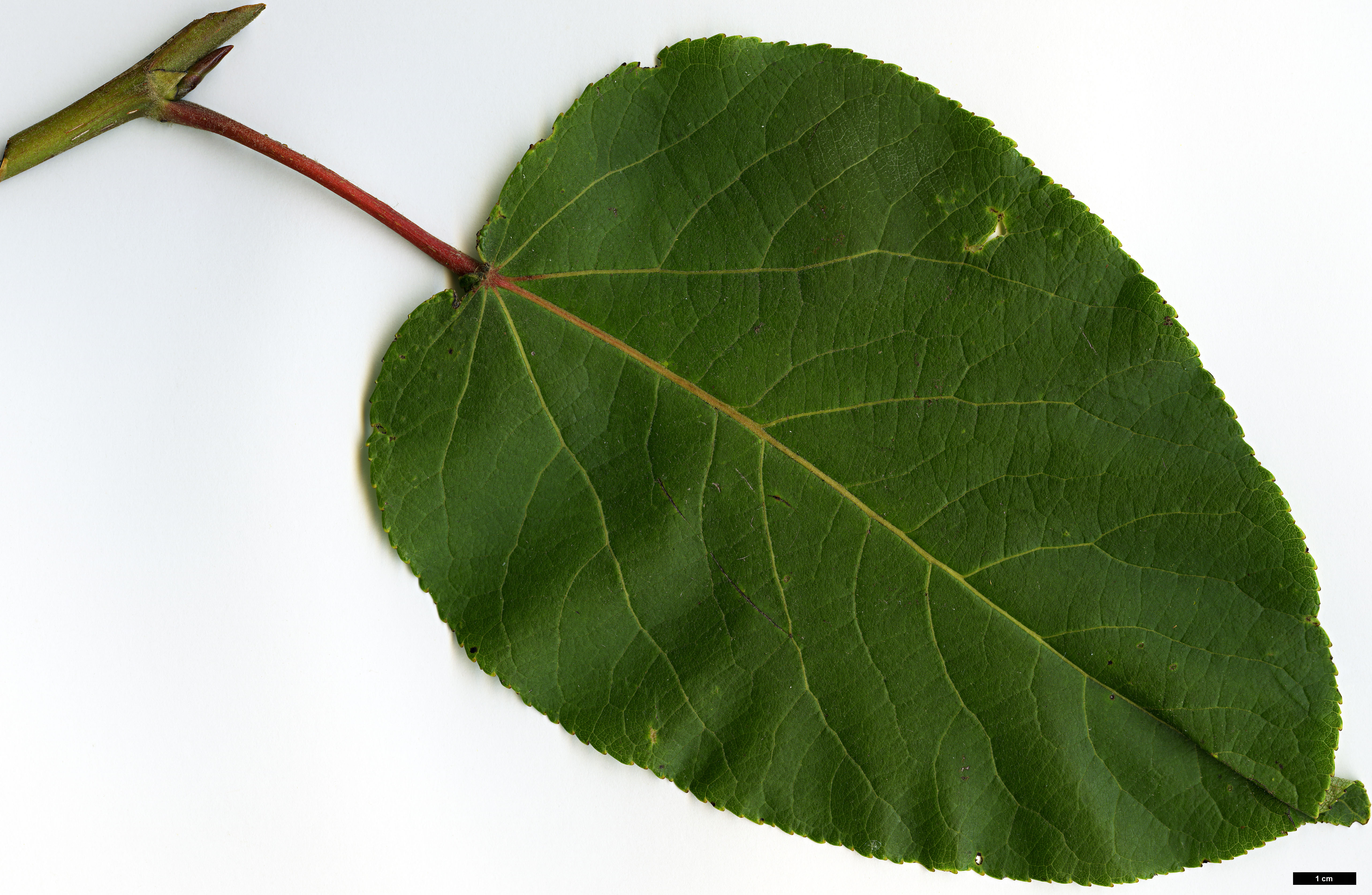 High resolution image: Family: Salicaceae - Genus: Populus - Taxon: szechuanica var. tibetica